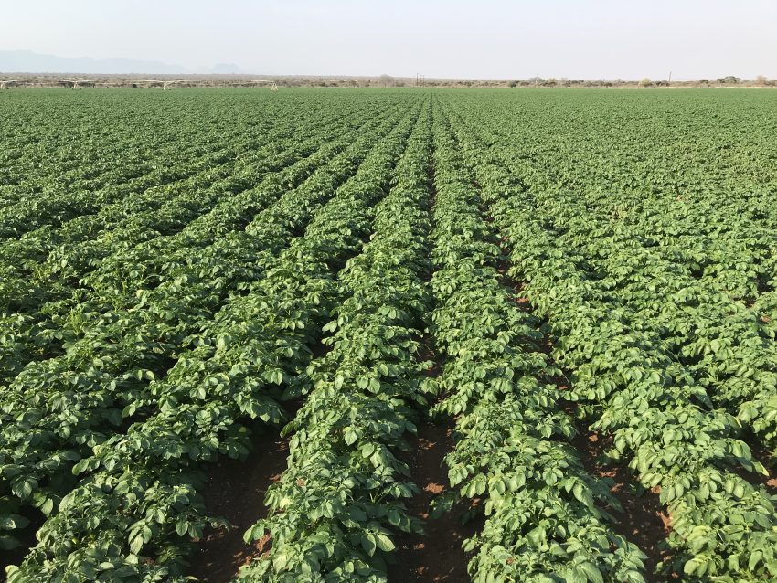 χωραφι με πατάτες