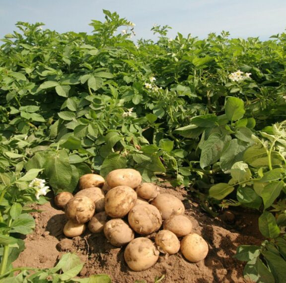 Η πατάτα είναι από τα πιο αγαπημένα τρόφιμα στο ελληνικό τραπέζι. Από τον Έβρο μέχρι την Κρήτη, κάθε περιοχή έχει τις δικές της προτιμήσεις και καλλιέργειες.