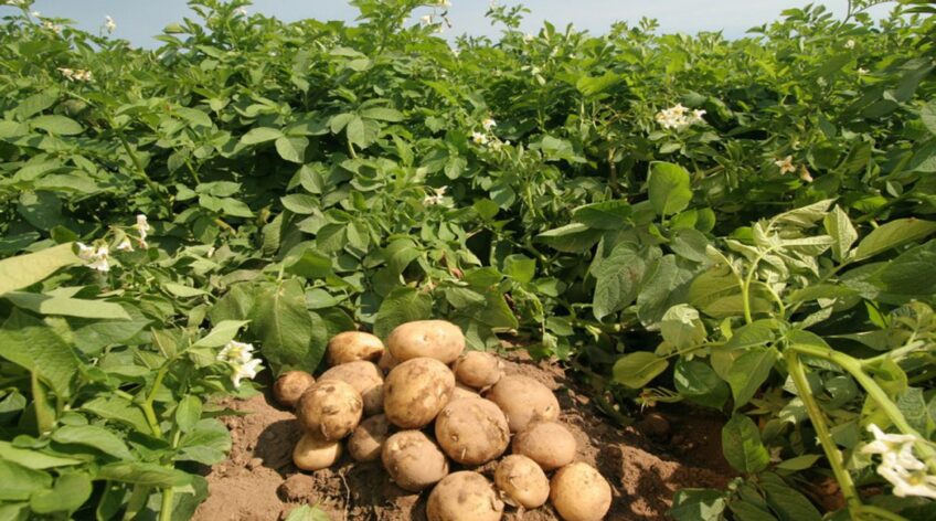 Η πατάτα είναι από τα πιο αγαπημένα τρόφιμα στο ελληνικό τραπέζι. Από τον Έβρο μέχρι την Κρήτη, κάθε περιοχή έχει τις δικές της προτιμήσεις και καλλιέργειες.