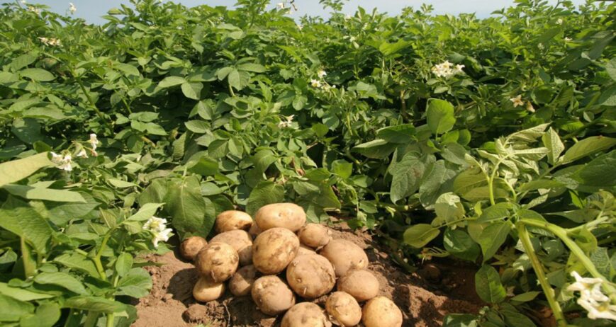 Η πατάτα είναι από τα πιο αγαπημένα τρόφιμα στο ελληνικό τραπέζι. Από τον Έβρο μέχρι την Κρήτη, κάθε περιοχή έχει τις δικές της προτιμήσεις και καλλιέργειες.